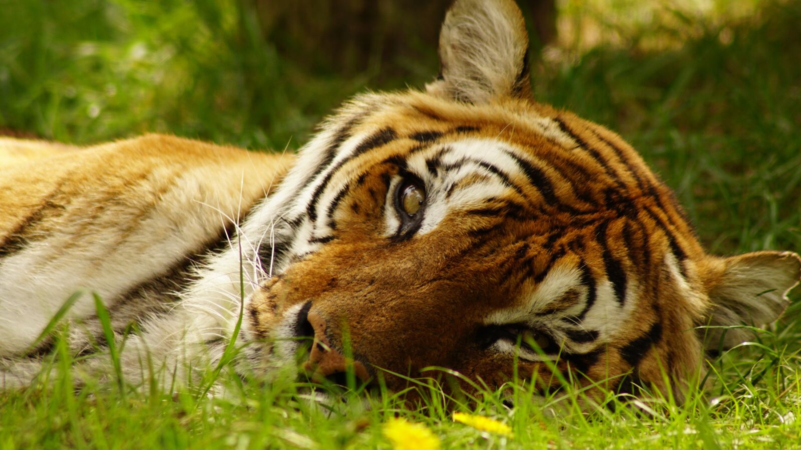 Sony ILCA-77M2 sample photo. Tiger, spring, animal photography