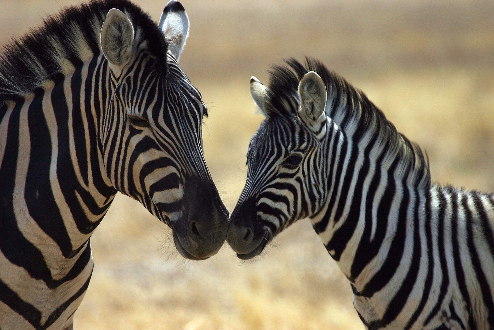 Canon EOS 300D (EOS Digital Rebel / EOS Kiss Digital) sample photo. Zebra, wilderness, safari photography