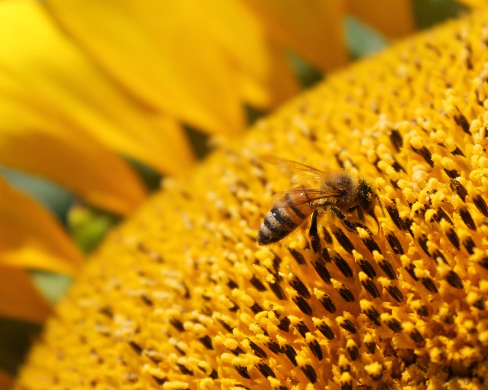 Canon EOS 1100D (EOS Rebel T3 / EOS Kiss X50) sample photo. Sunflower, flower, honeybee photography