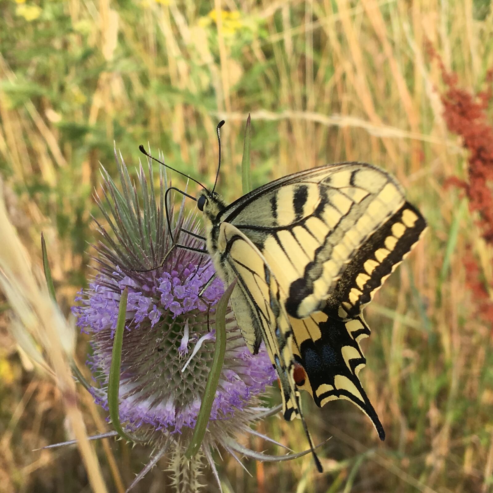 iPhone SE back camera 4.15mm f/2.2 sample photo. Butterfly, thistle, bug photography