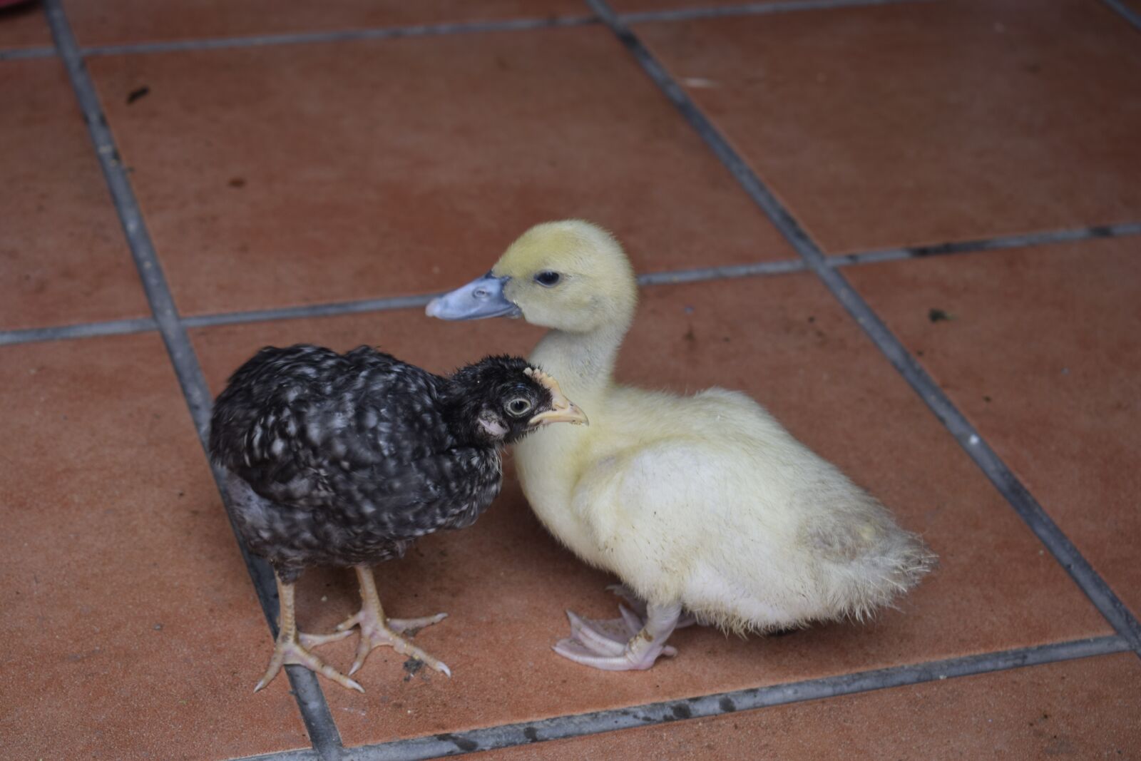 Nikon D3300 sample photo. Chick, duck, farm photography