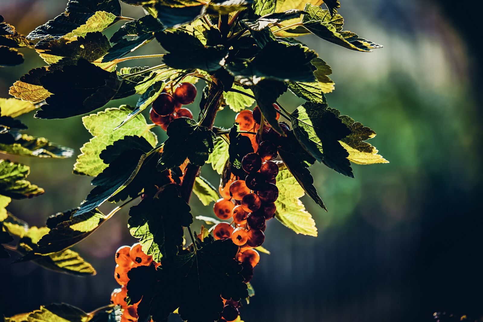 Fujifilm XF 55-200mm F3.5-4.8 R LM OIS sample photo. Currants, fruit, berries photography