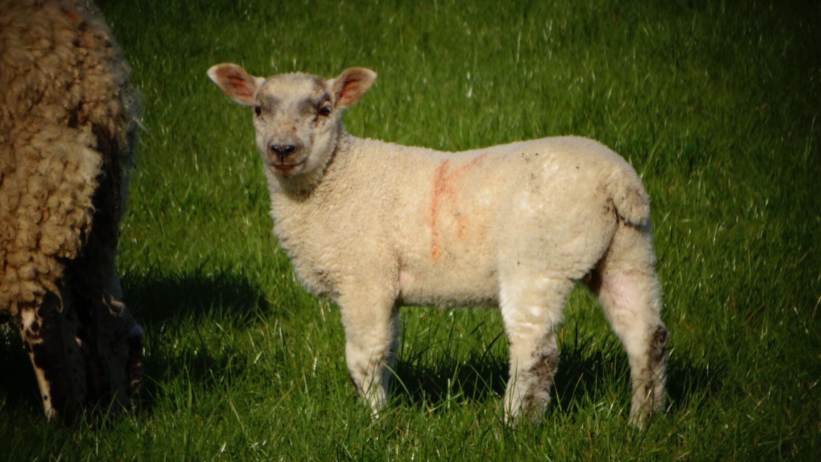 Sony Cyber-shot DSC-HX300 sample photo. Lamb, sheep, animal photography