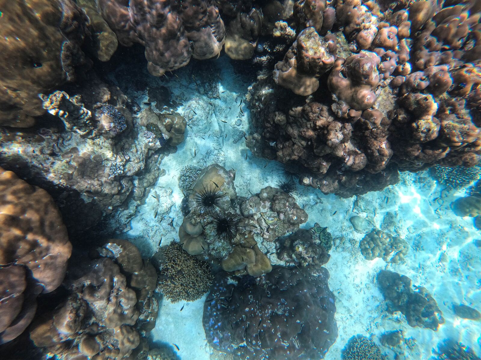 GoPro Hero7 Black sample photo. Ocean, coral reef, sea photography