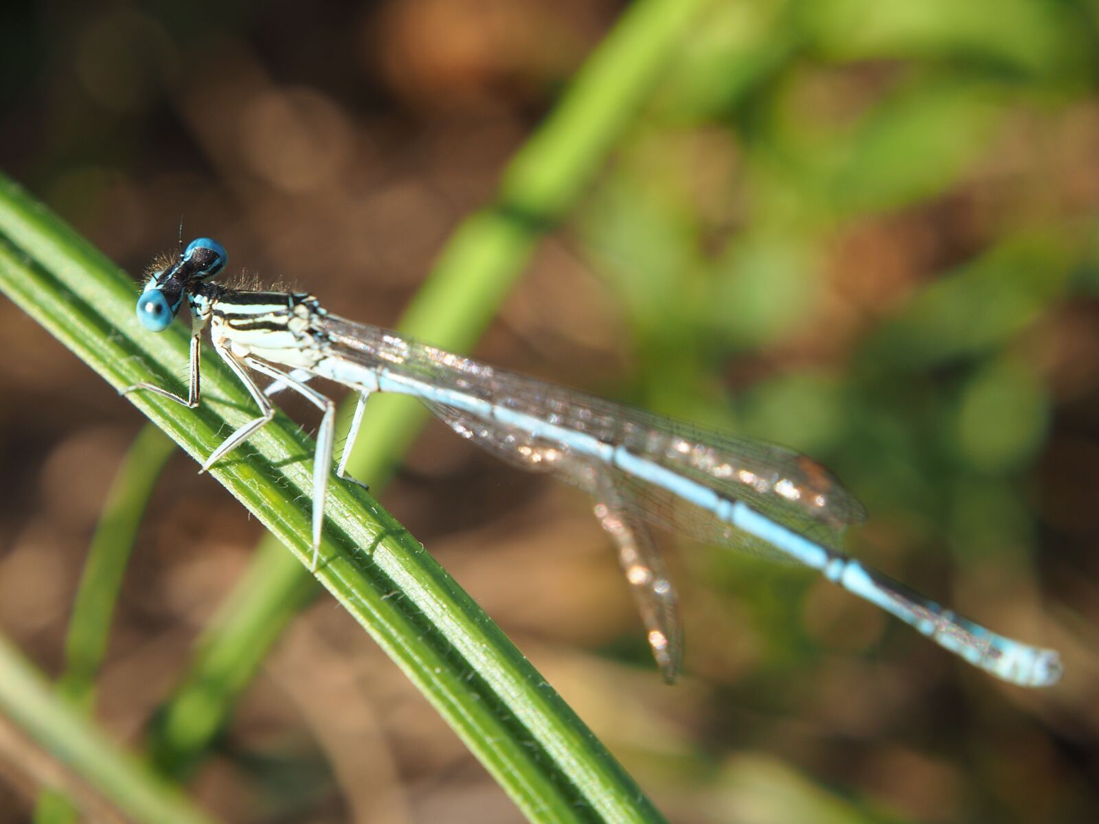 Olympus OM-D E-M10 sample photo. Dragonfly, insect, nature photography