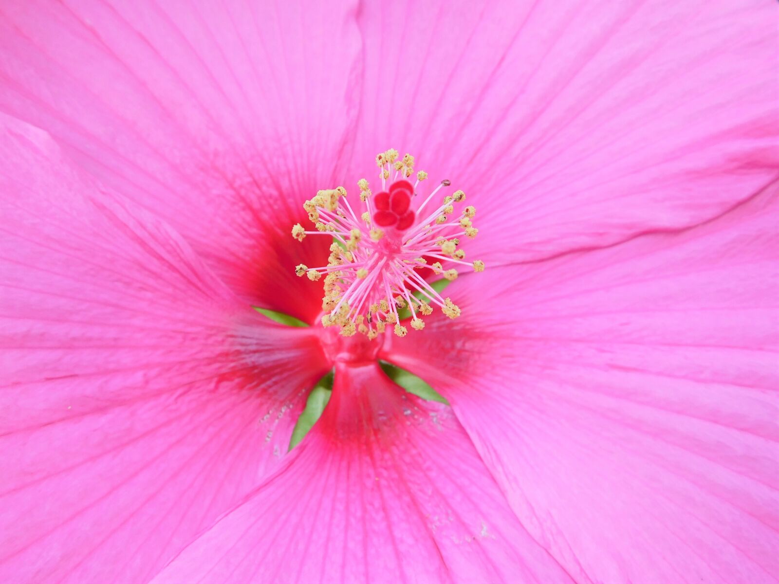 Nikon Coolpix L840 sample photo. Giant hibiscus, luna, hibiscus photography