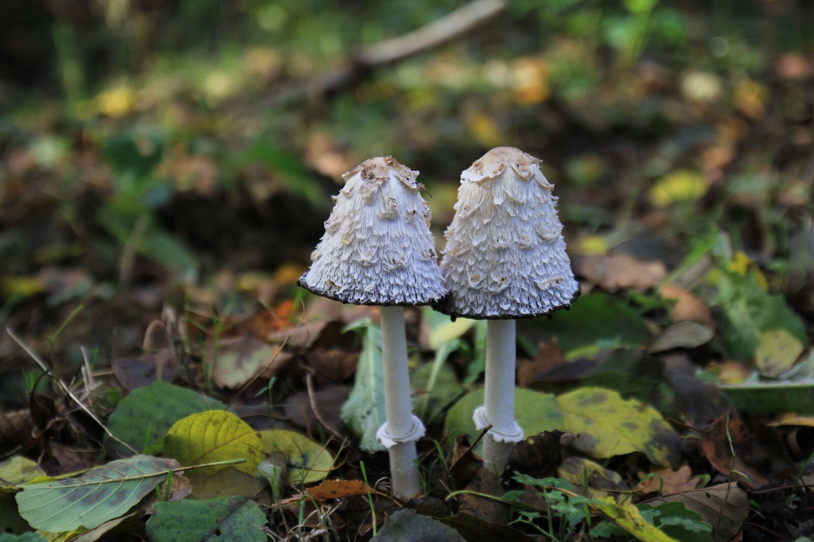 Canon EOS 60D sample photo. Mushrooms, forest, nature photography