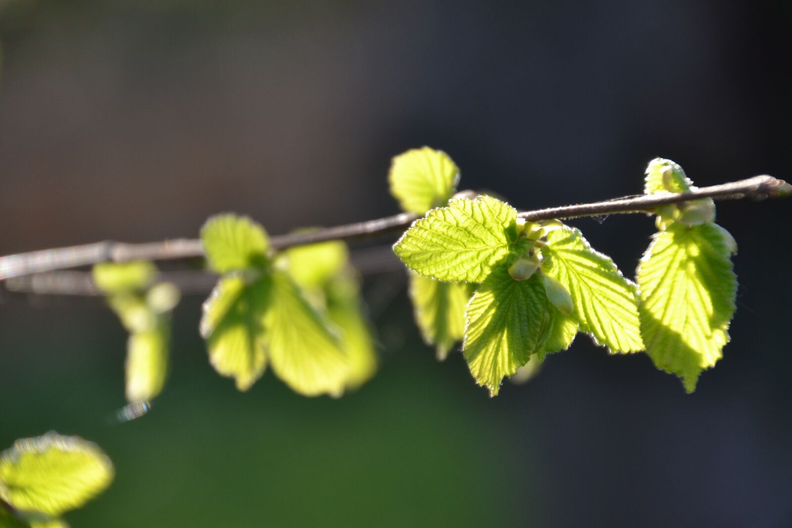Nikon D3100 sample photo. Branch, bush, spring photography