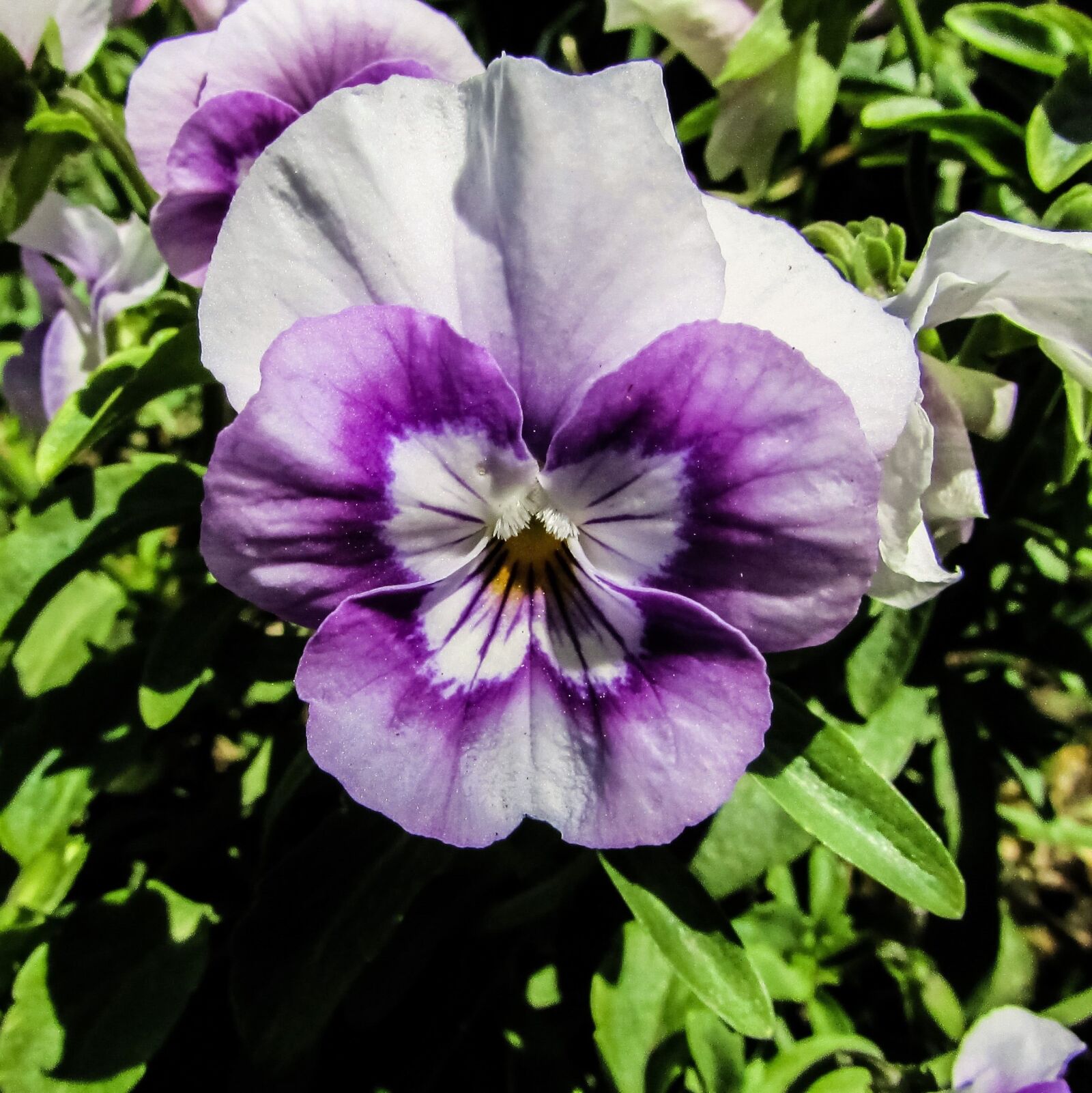 Canon PowerShot SX400 IS sample photo. Pansy, flower, garden photography