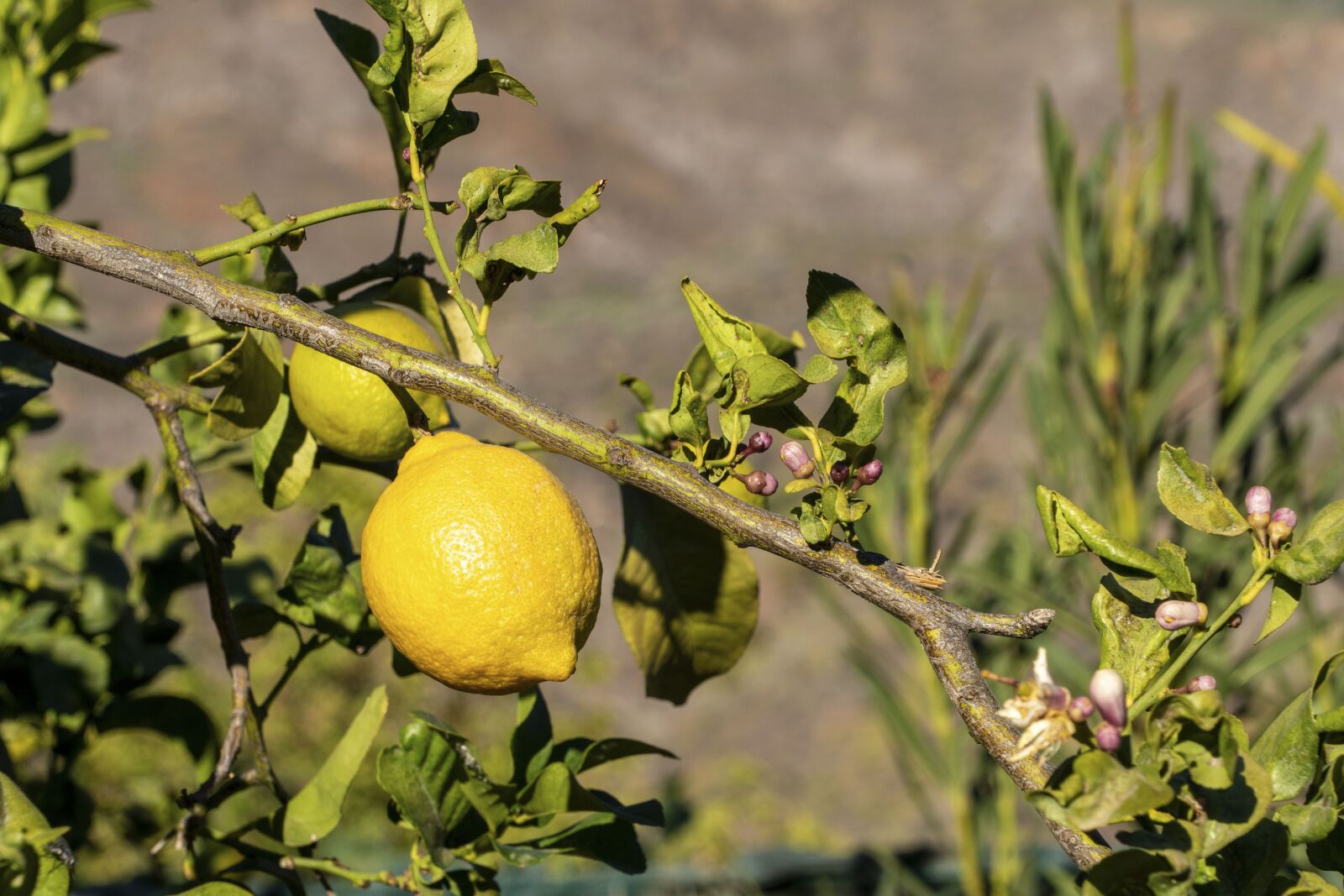 Sony FE 24-240mm F3.5-6.3 OSS sample photo. Fruit, lemon, life photography