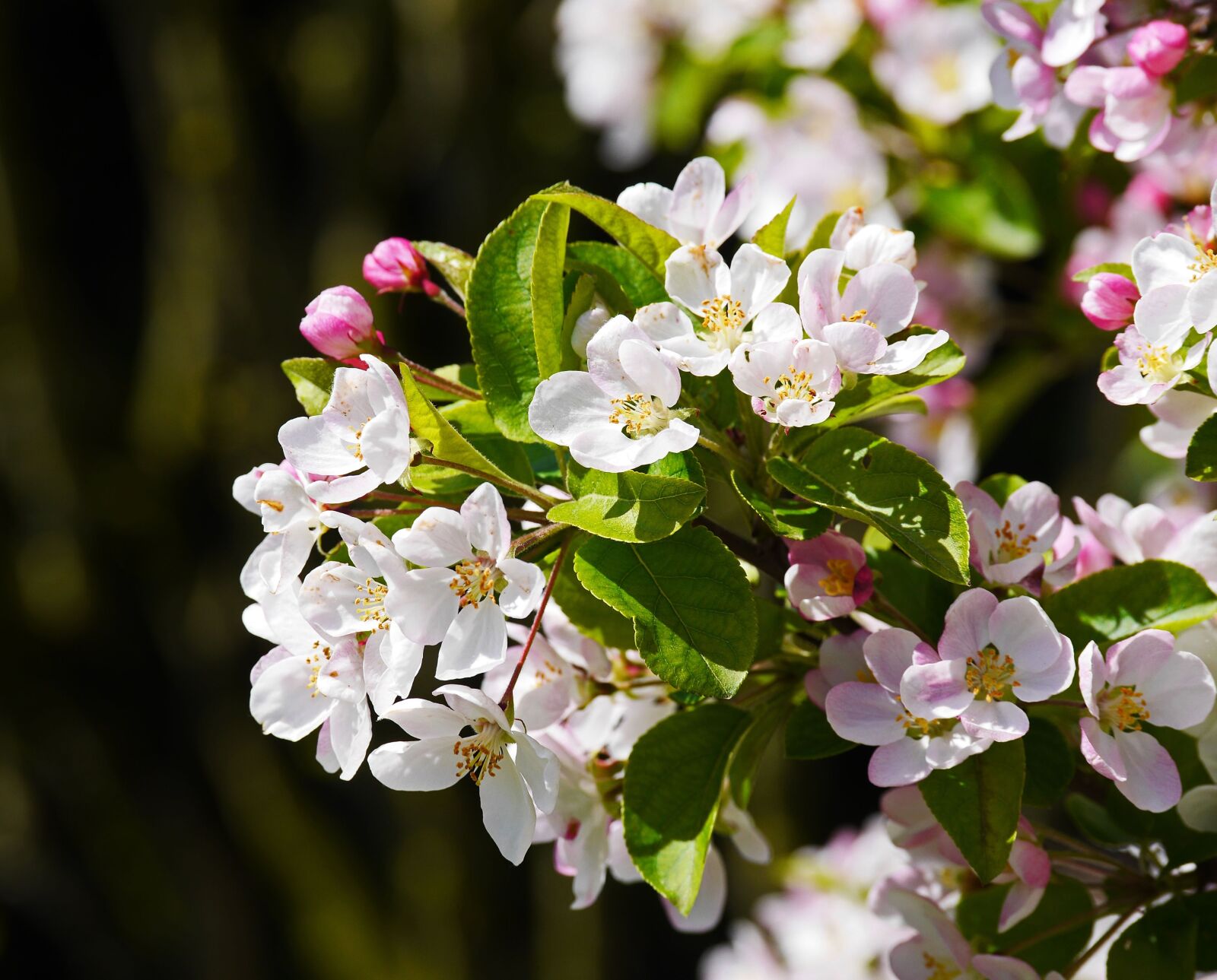 Panasonic Lumix DMC-GH3 sample photo. Apple blossoms, apple tree photography