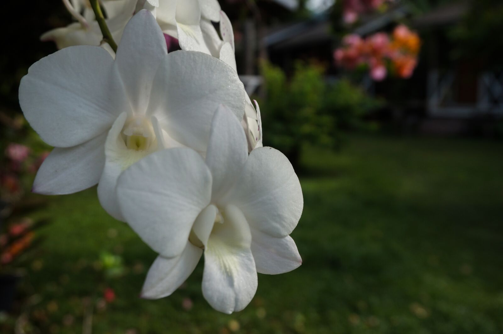 Sony Alpha NEX-3N sample photo. Nature, flora, flower photography