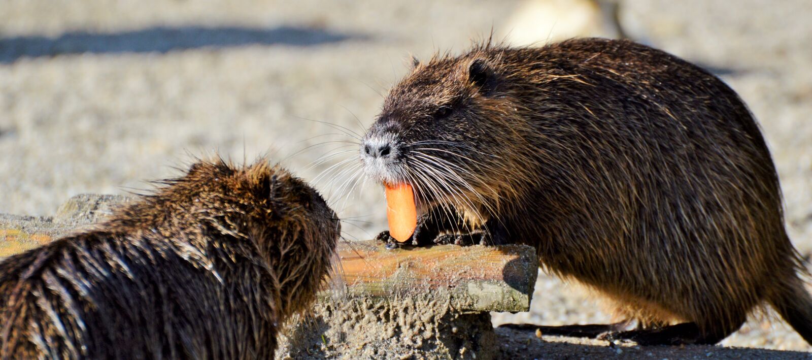 Nikon D3200 sample photo. Nutria, rodent, water rat photography