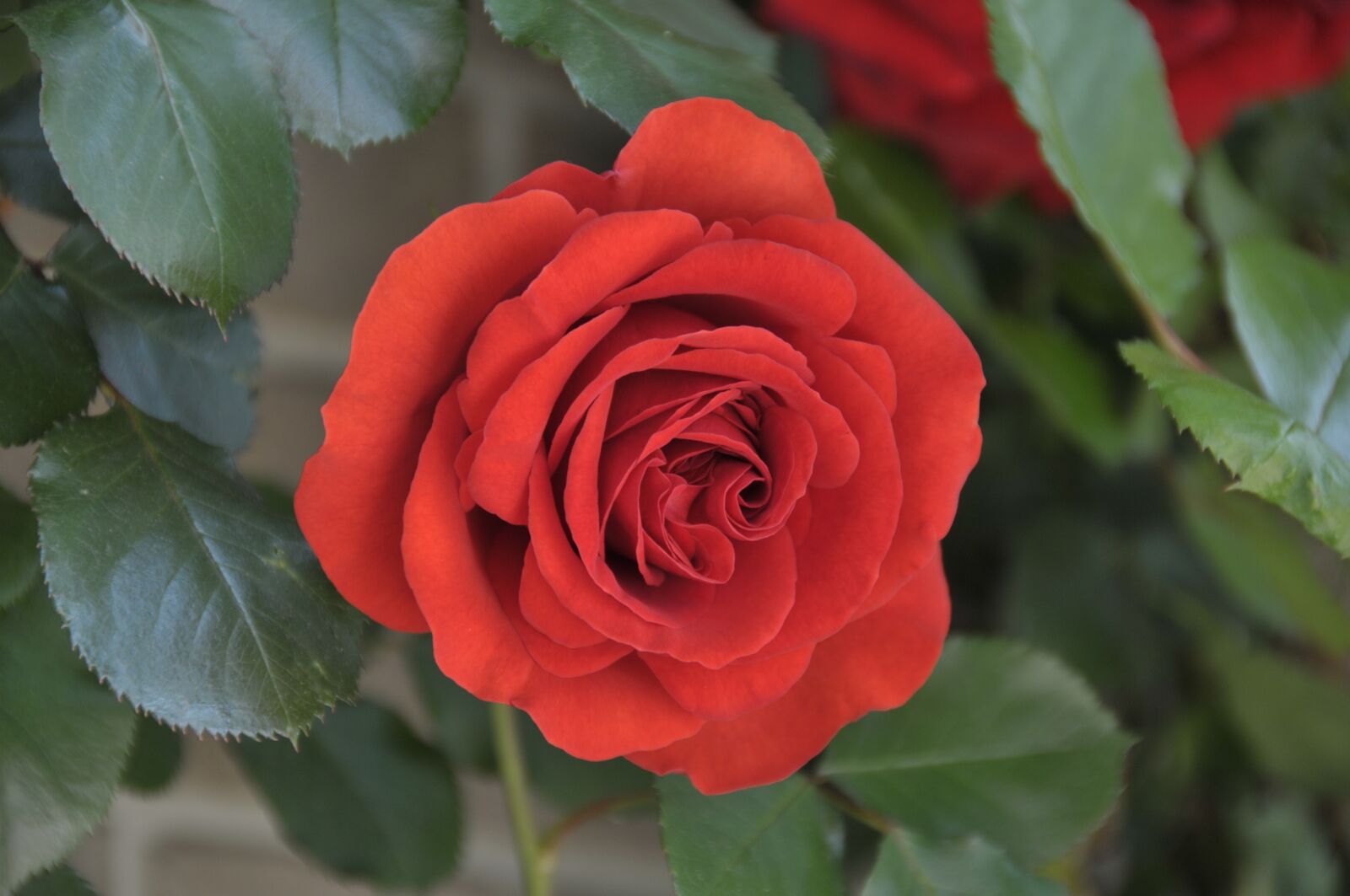 Nikon D300S sample photo. Rose, flower, love bloom photography