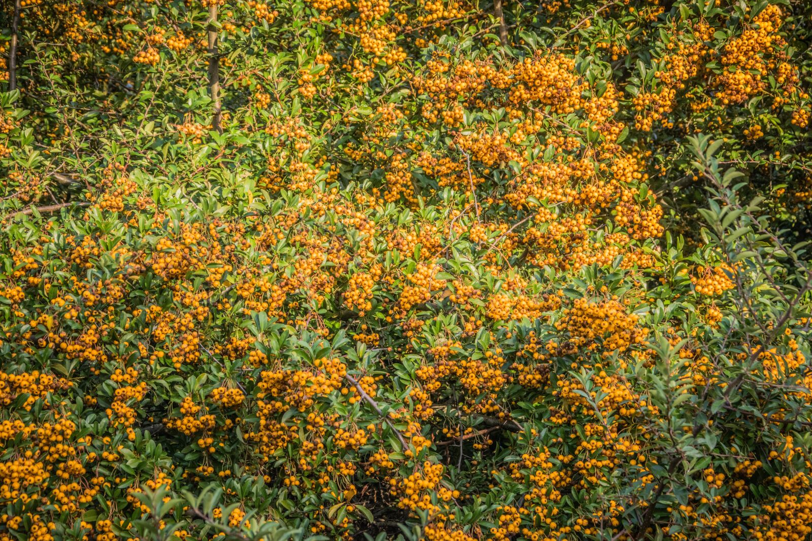 Nikon D5300 sample photo. Bush, autumn, garden photography