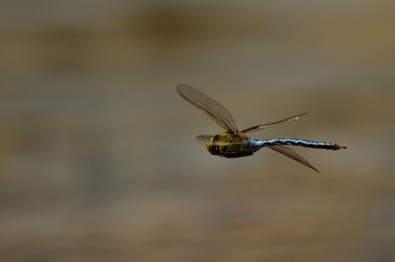 Nikon D3200 sample photo. Macro, dragonfly, insect photography