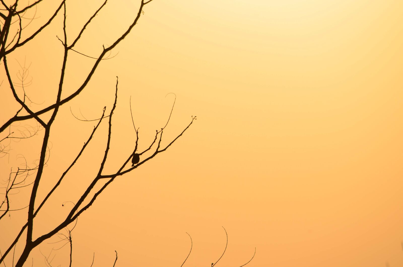 Nikon D5100 sample photo. Tree, bird, nature photography