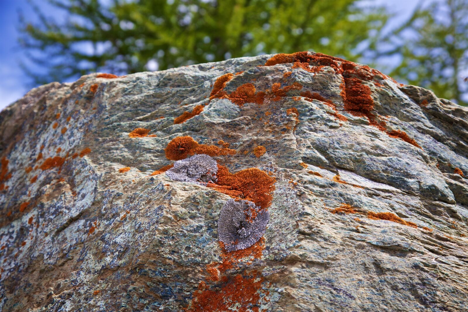 Canon EOS 5D Mark II sample photo. Lichen, stone, nature photography