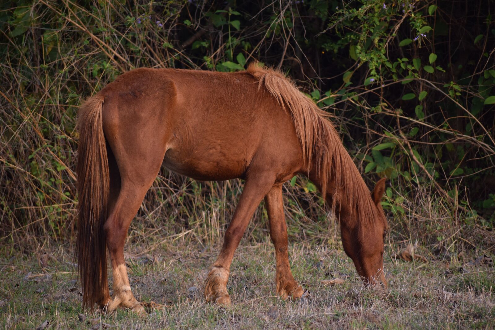 Nikon D5300 sample photo. Horse, wild horse, animal photography