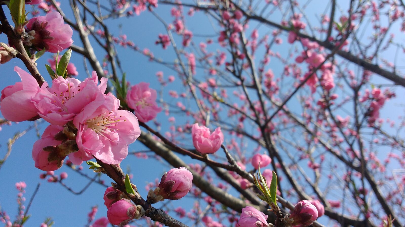 Motorola MotoG3 sample photo. Pink, cherry, blossoms photography