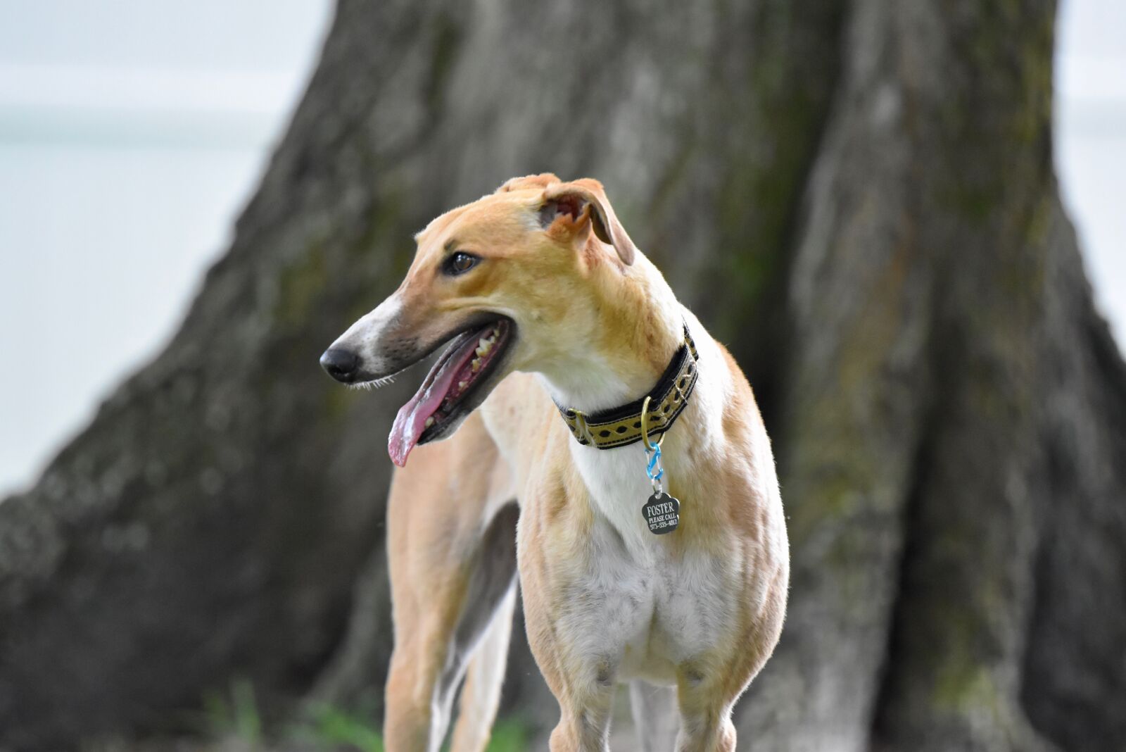 Nikon D5500 sample photo. Greyhound, retired racer, dog photography