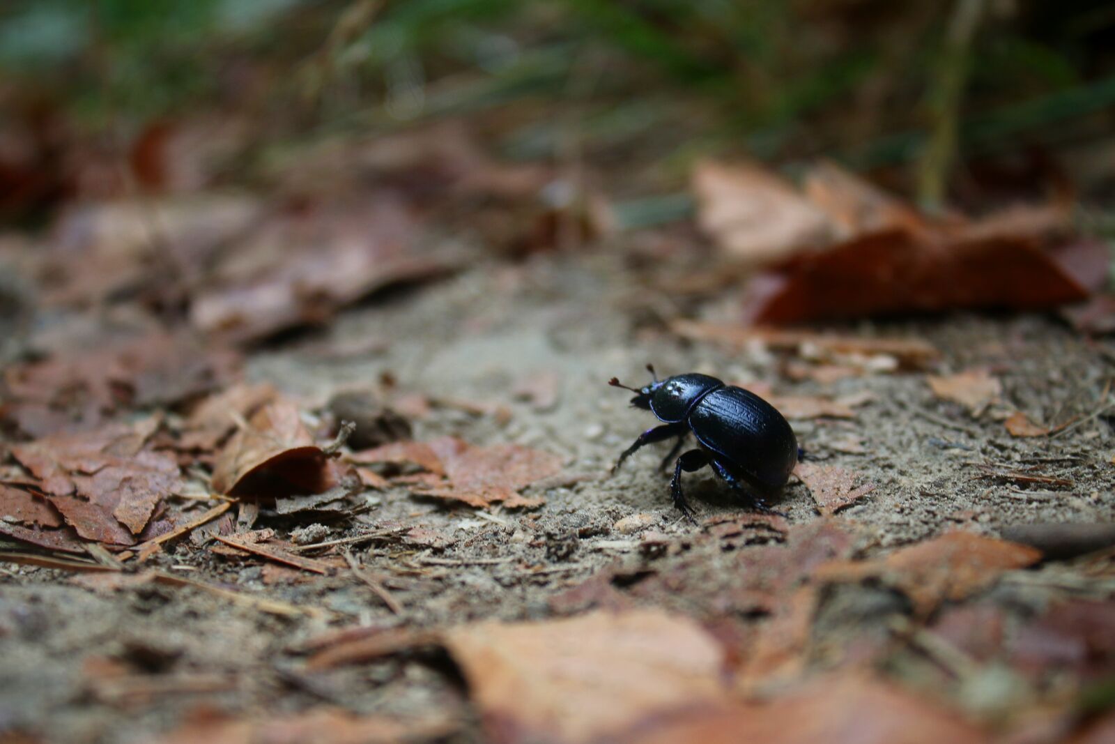 Canon EF-S 18-55mm F3.5-5.6 IS sample photo. Beetle, bug, insect photography