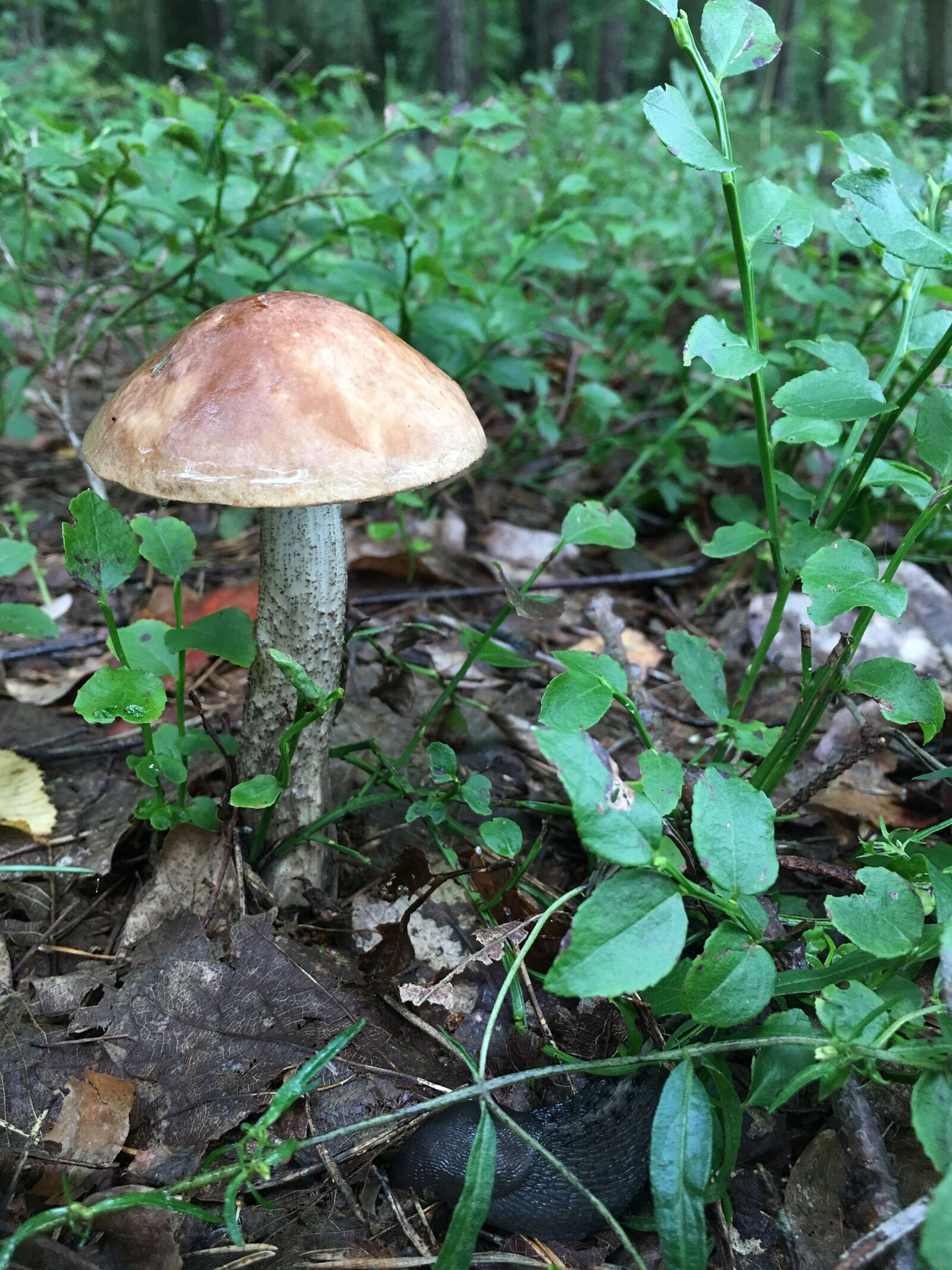 Apple iPhone 6s Plus sample photo. Mushroom, tucholskie, mushrooms photography