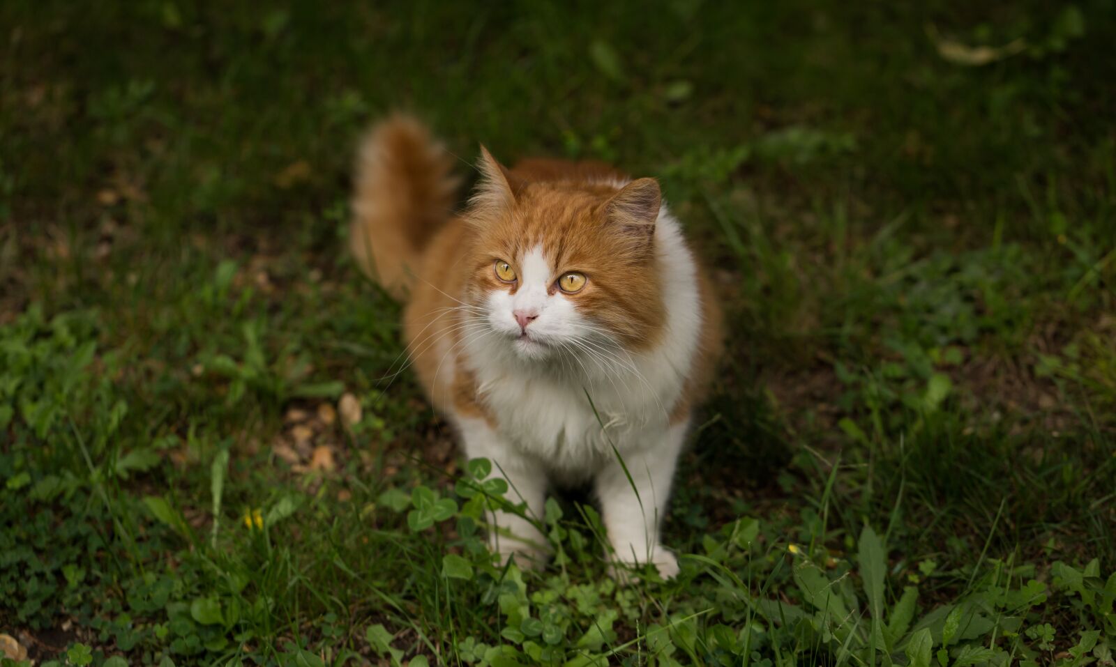 Canon EF 100mm F2.8L Macro IS USM sample photo. Animal, breed, cat photography