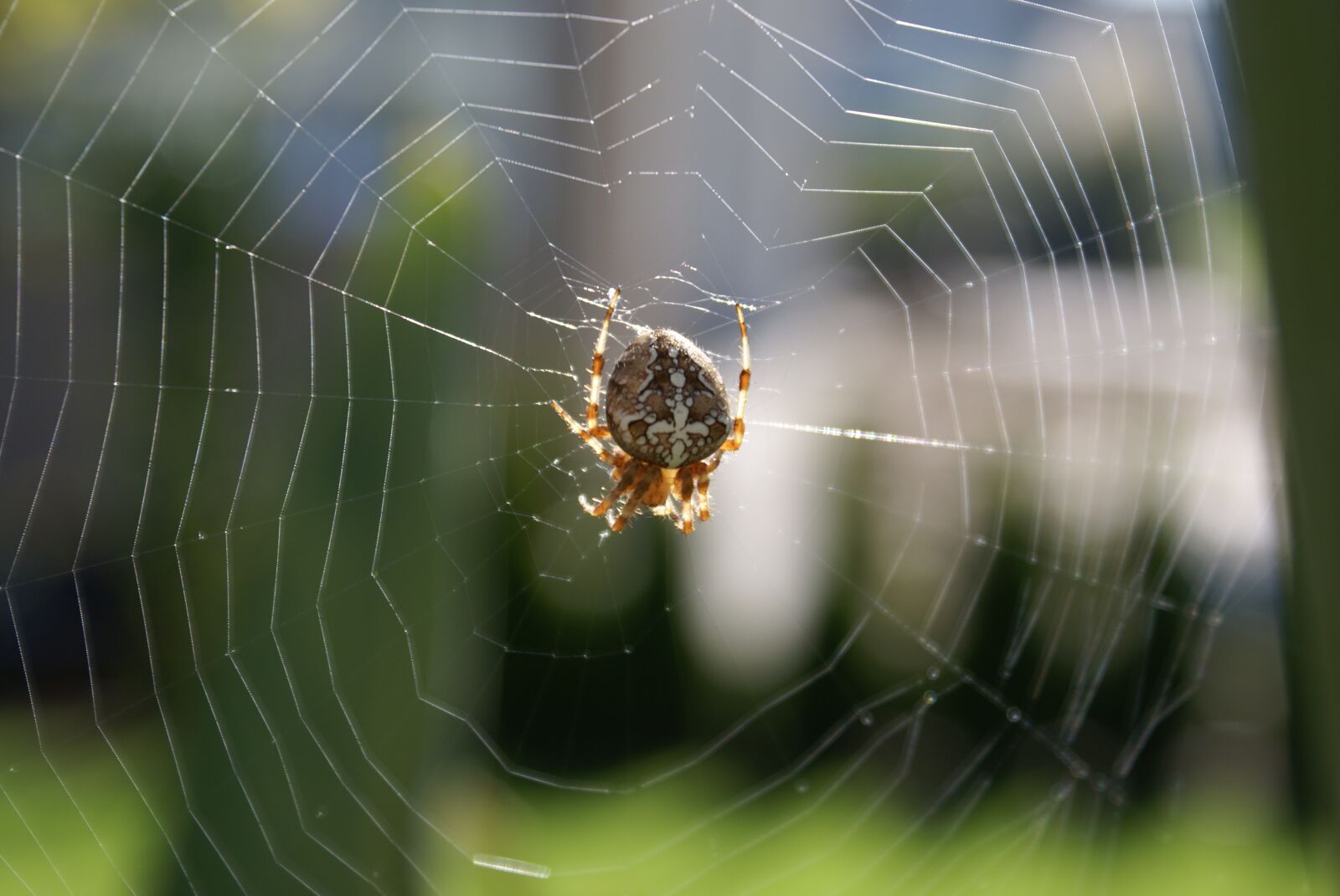 Sony Alpha DSLR-A100 sample photo. Summer, spider, cobweb photography