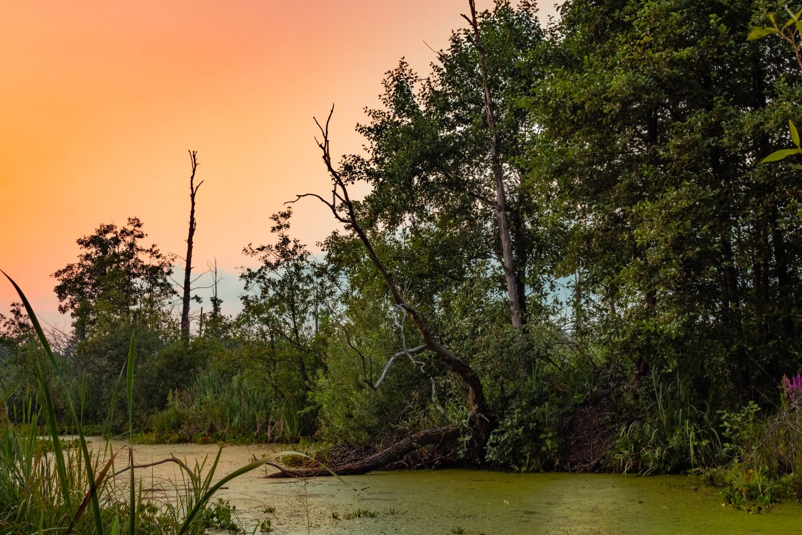 Canon EOS 700D (EOS Rebel T5i / EOS Kiss X7i) sample photo. Sunset, forest, wetlands photography