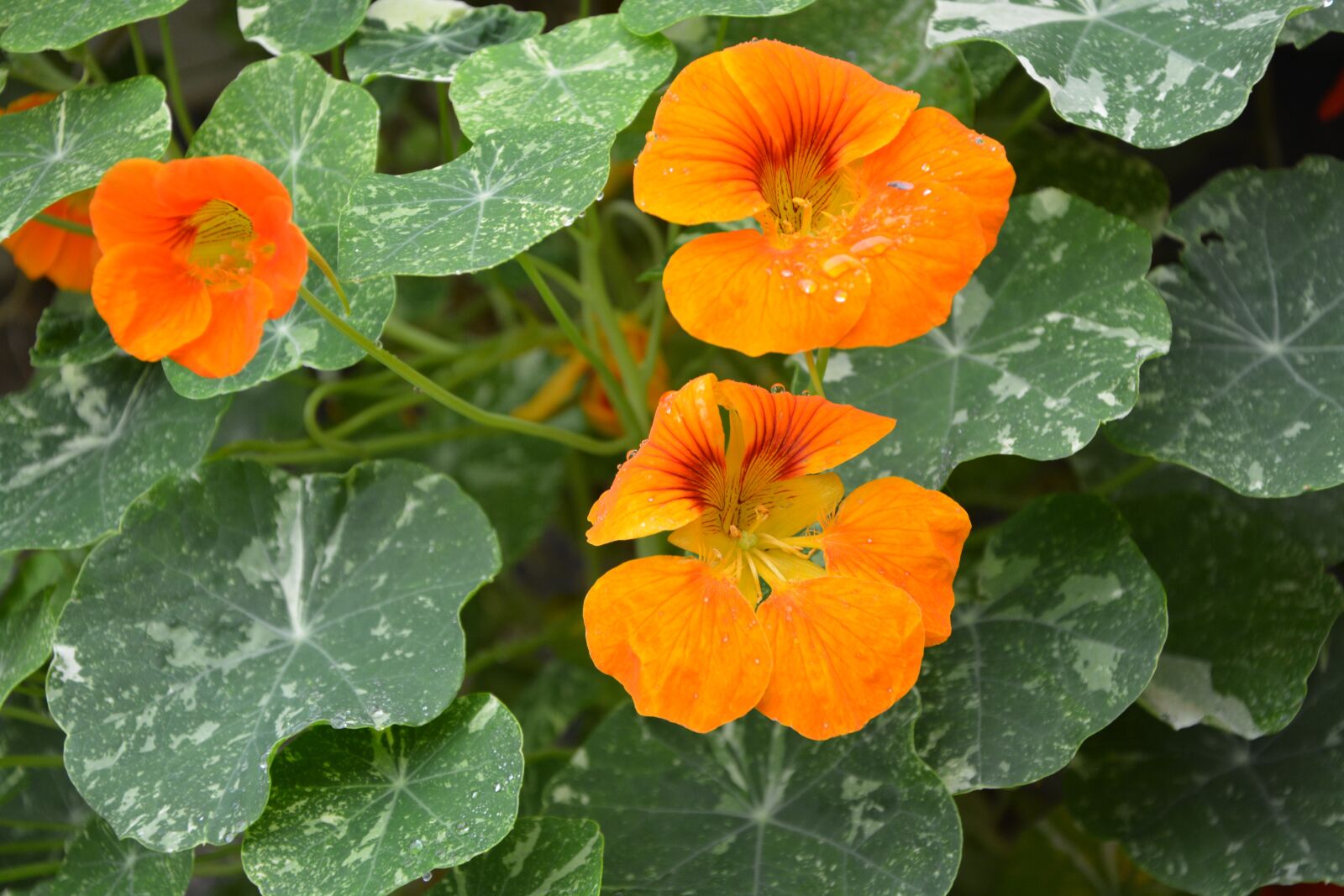 Nikon D5200 sample photo. Flowers, orange blossom, green photography