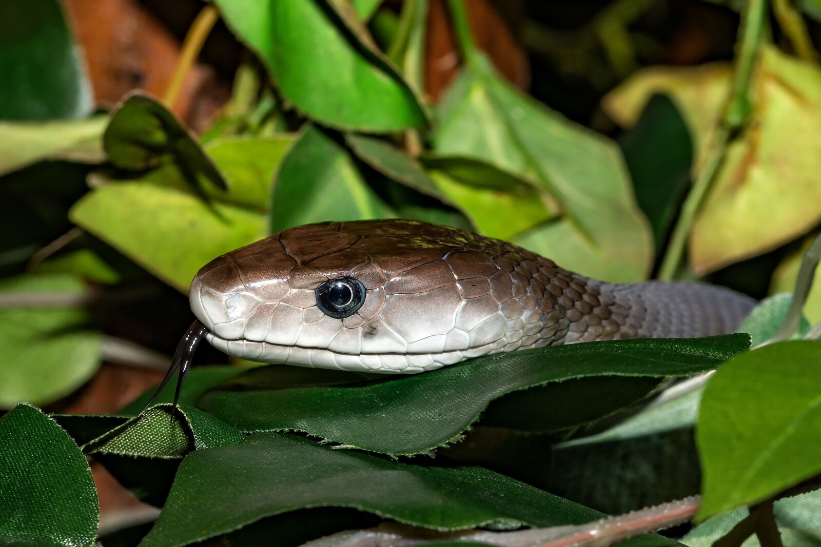 Canon EOS 5D Mark IV sample photo. Snake, venomous snake, black photography