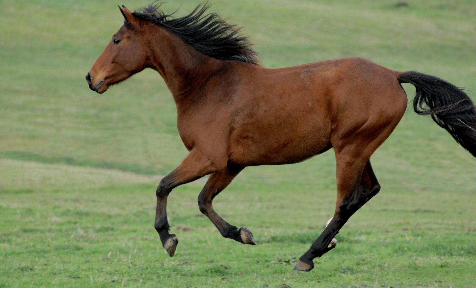 Nikon D200 sample photo. Horse, freedom, games photography