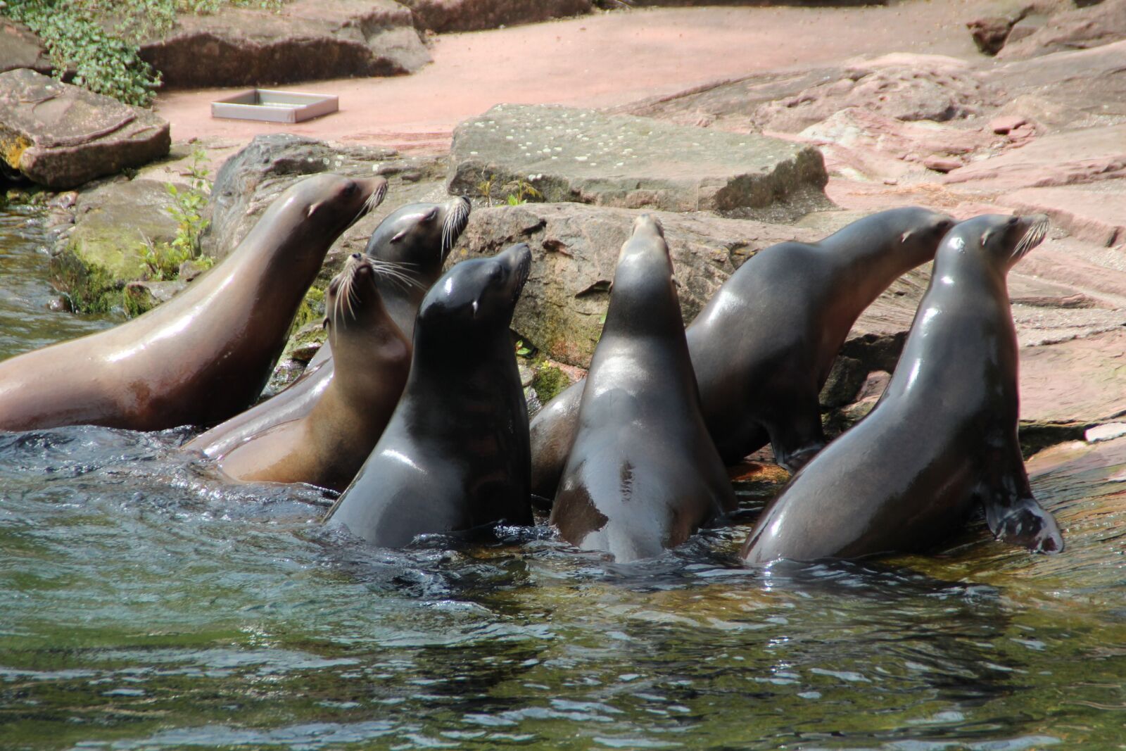 Canon EOS 600D (Rebel EOS T3i / EOS Kiss X5) sample photo. Crawl, zoo, nature photography