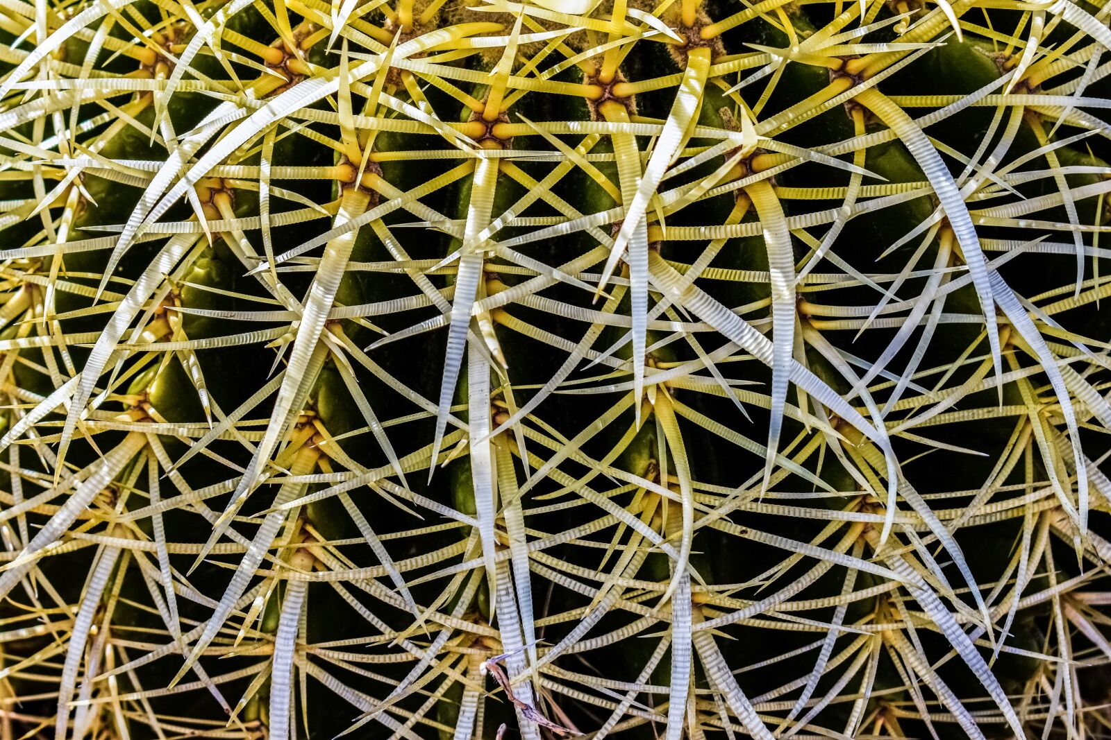 Nikon D3300 sample photo. Cactus, thorns, plant photography