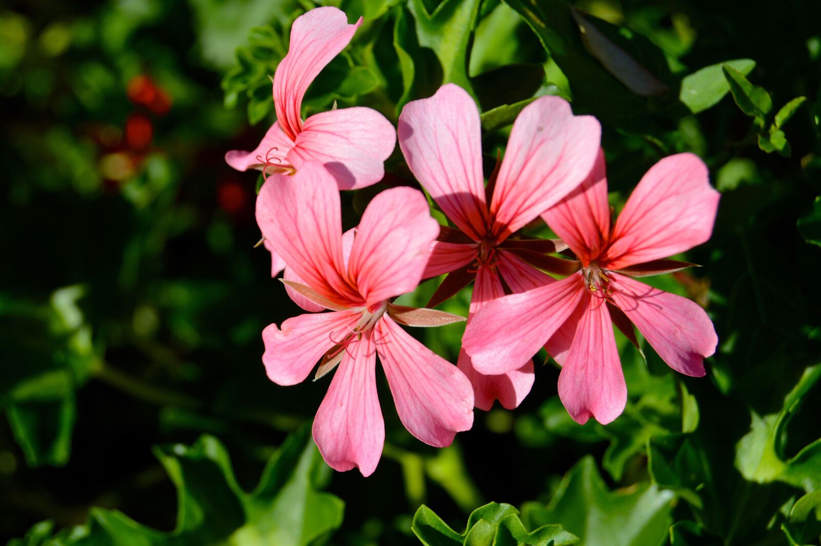 Nikon D3200 sample photo. Floral, flowers, leaves photography