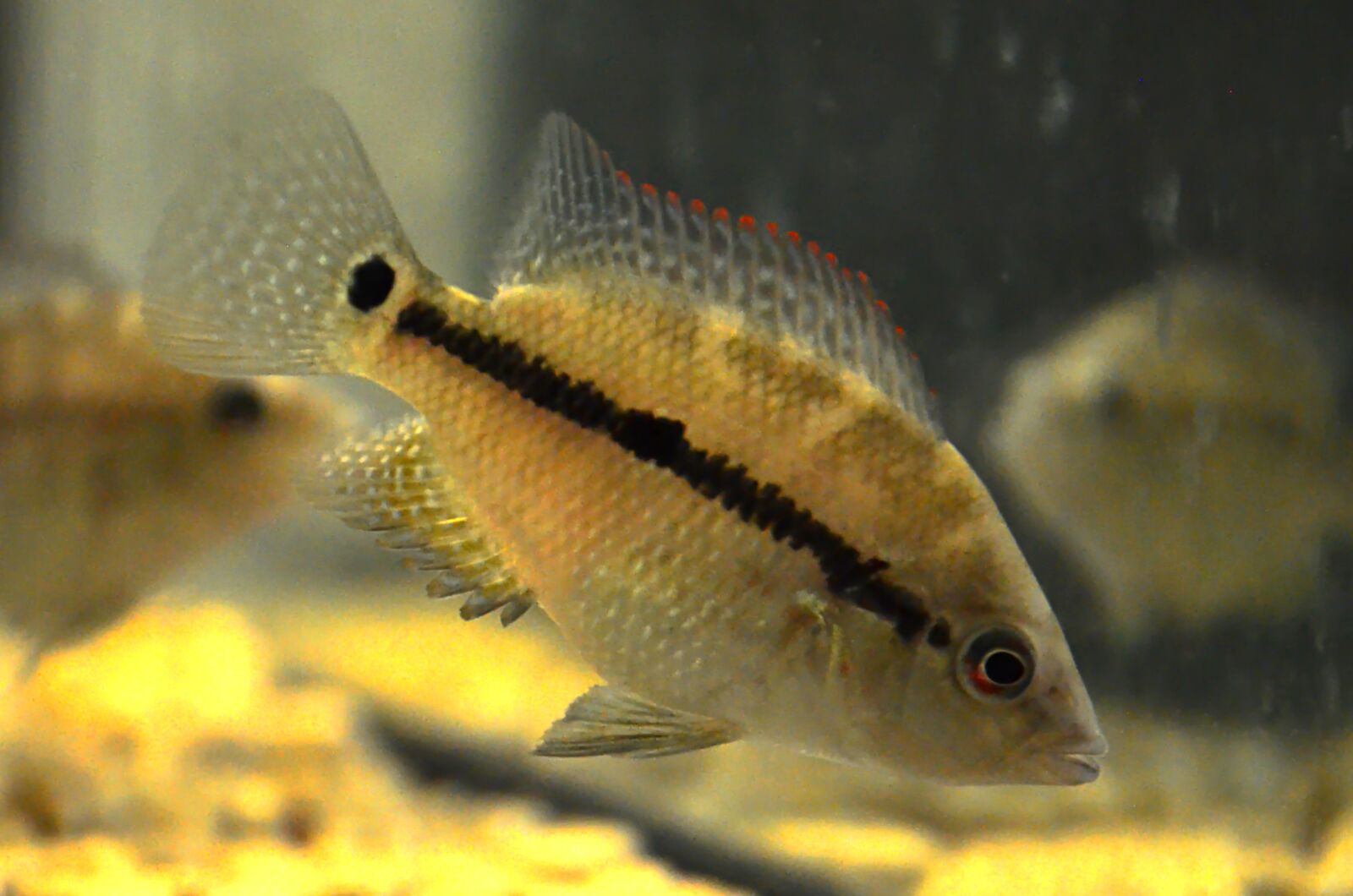 Nikon D5100 sample photo. Kronoheros, rio guatape, cichlids photography