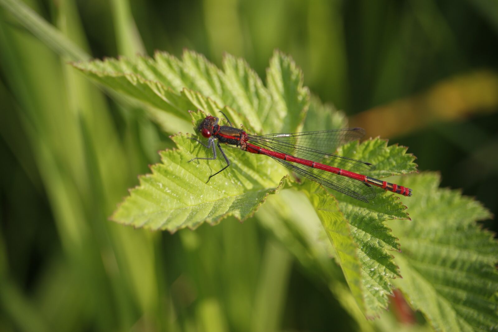 Canon EF-S 55-250mm F4-5.6 IS STM sample photo. Dragonfly, insect, leaf photography