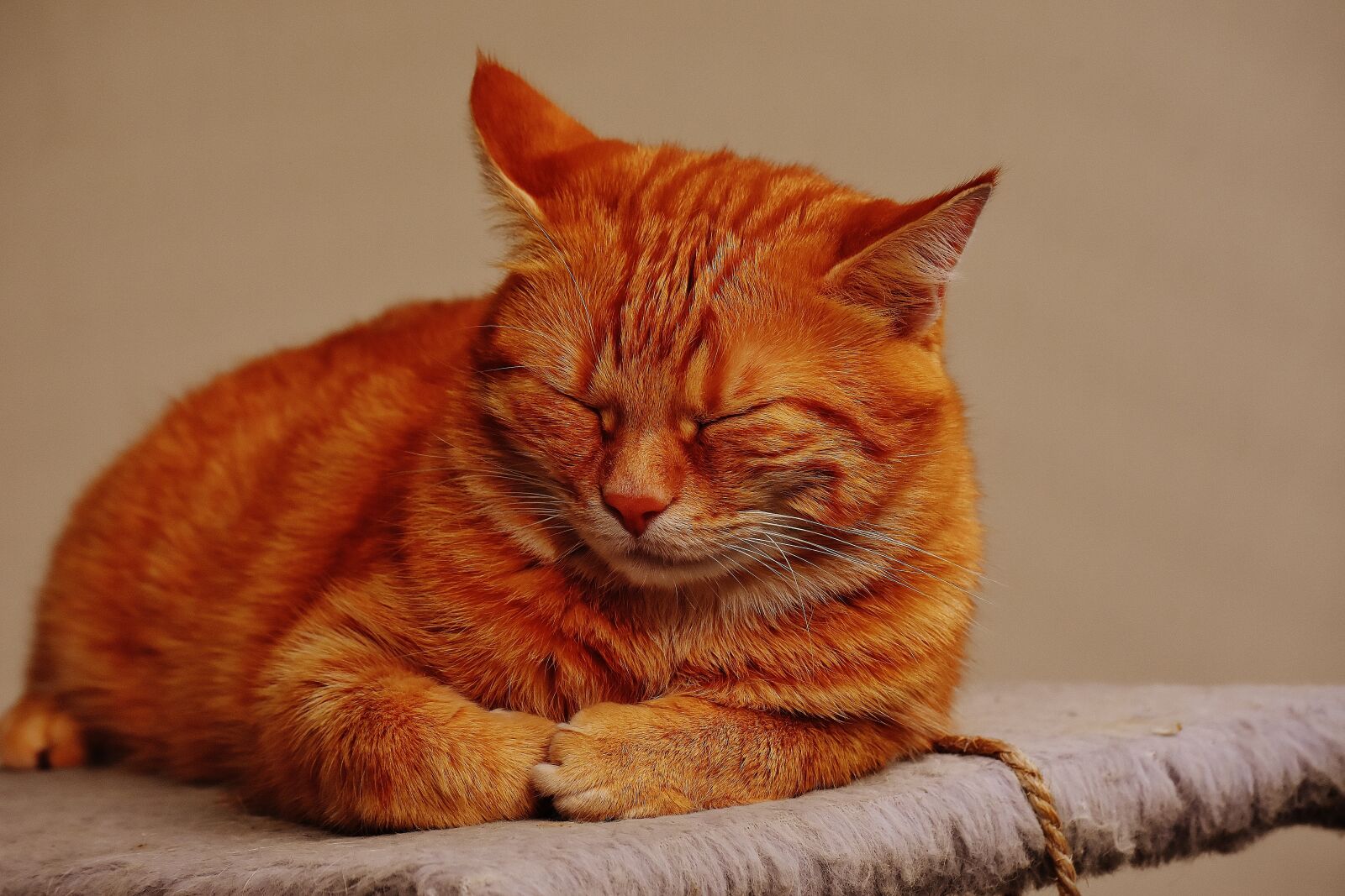 Nikon D7200 sample photo. Cat, red, cute photography