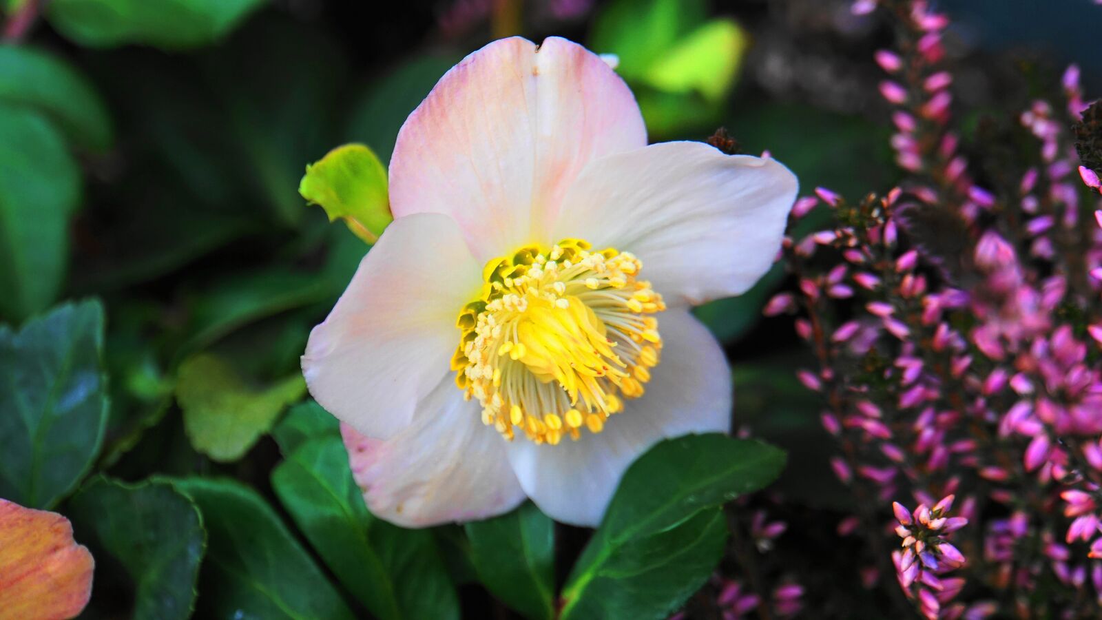 Sony E 18-200mm F3.5-6.3 OSS LE sample photo. Christmas rose, blossom, bloom photography