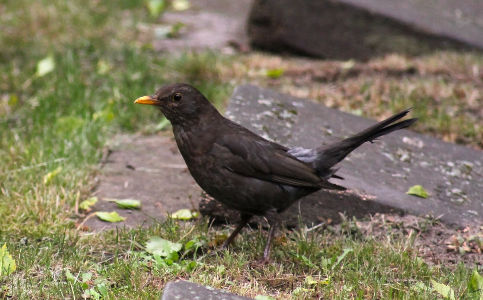 Canon EOS 550D (EOS Rebel T2i / EOS Kiss X4) sample photo. Blackbird, bird, animal world photography