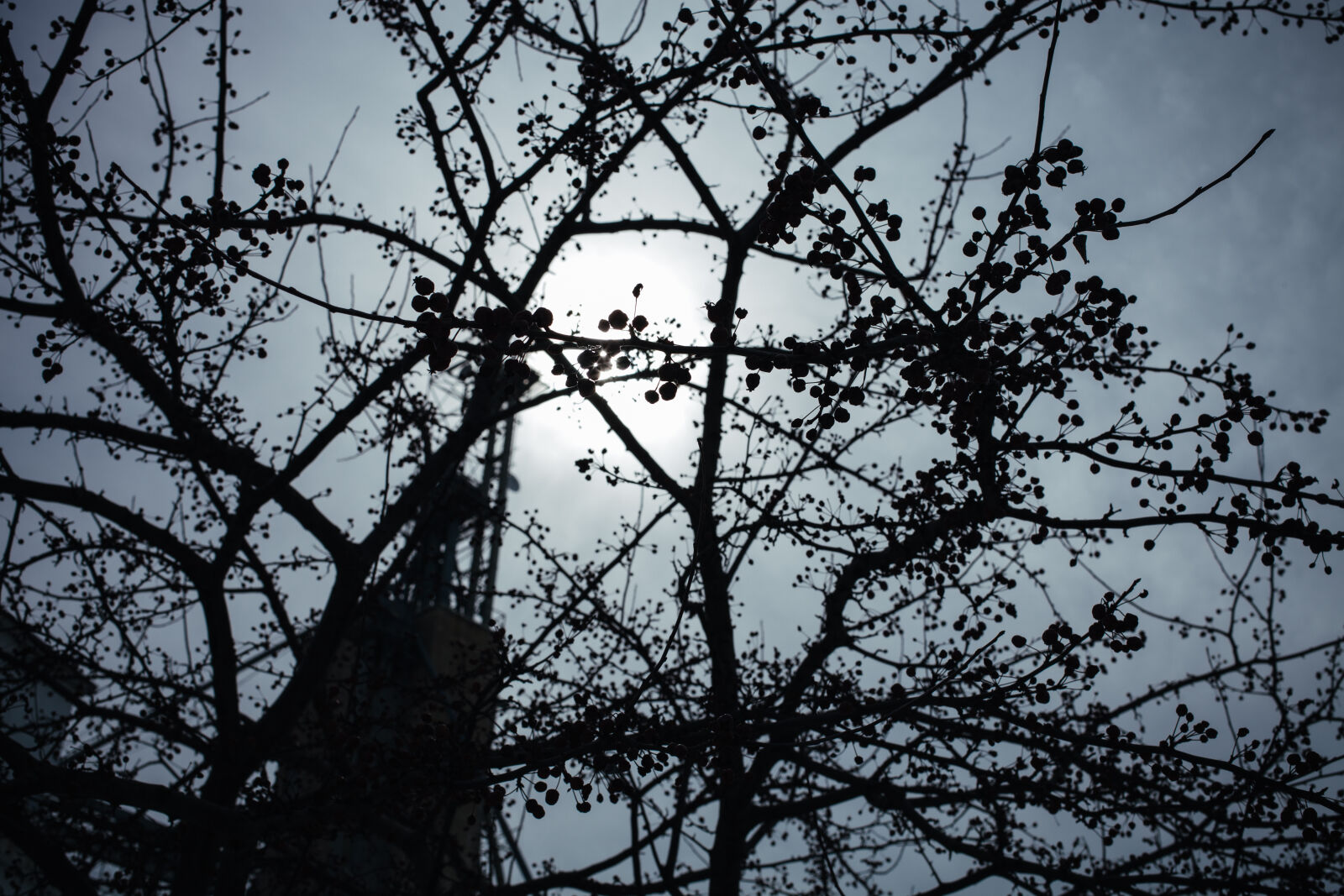 Canon EOS 5D Mark II sample photo. Branches, sky, sun, tree photography