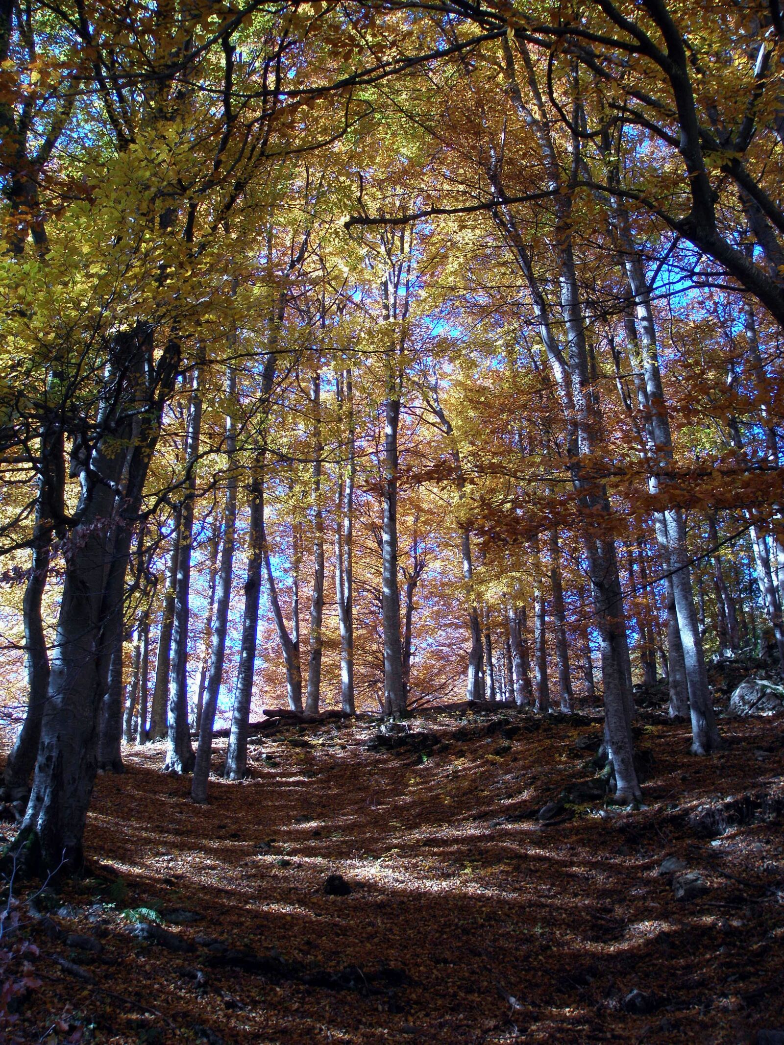 Olympus u810/S810 sample photo. Landscape, forest, nature photography