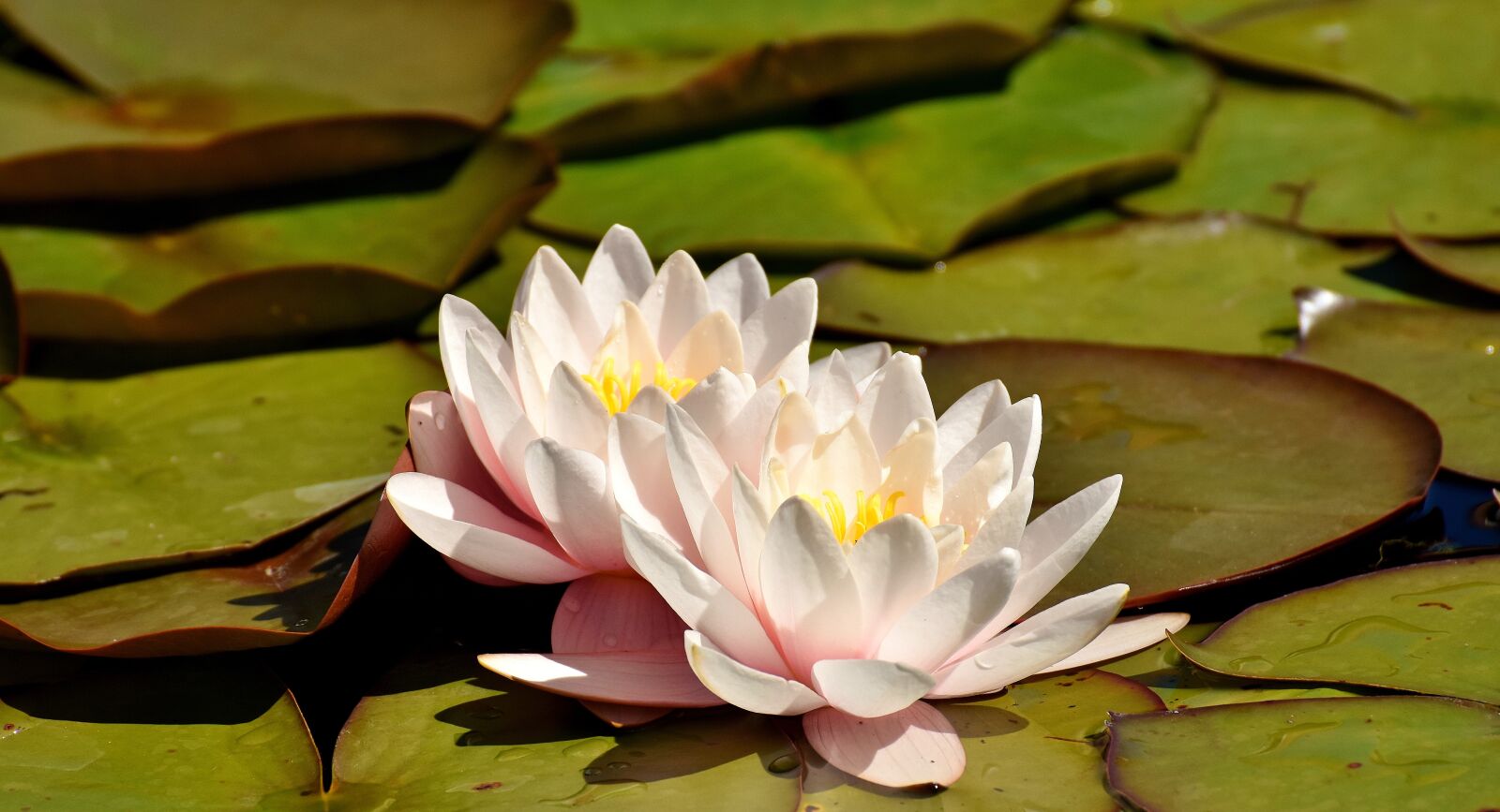 Nikon D7200 sample photo. Water lilies, pink, white photography