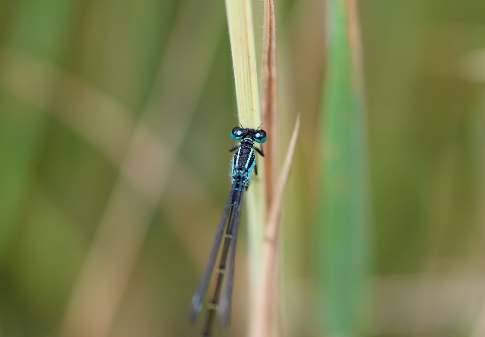 Nikon D7200 sample photo