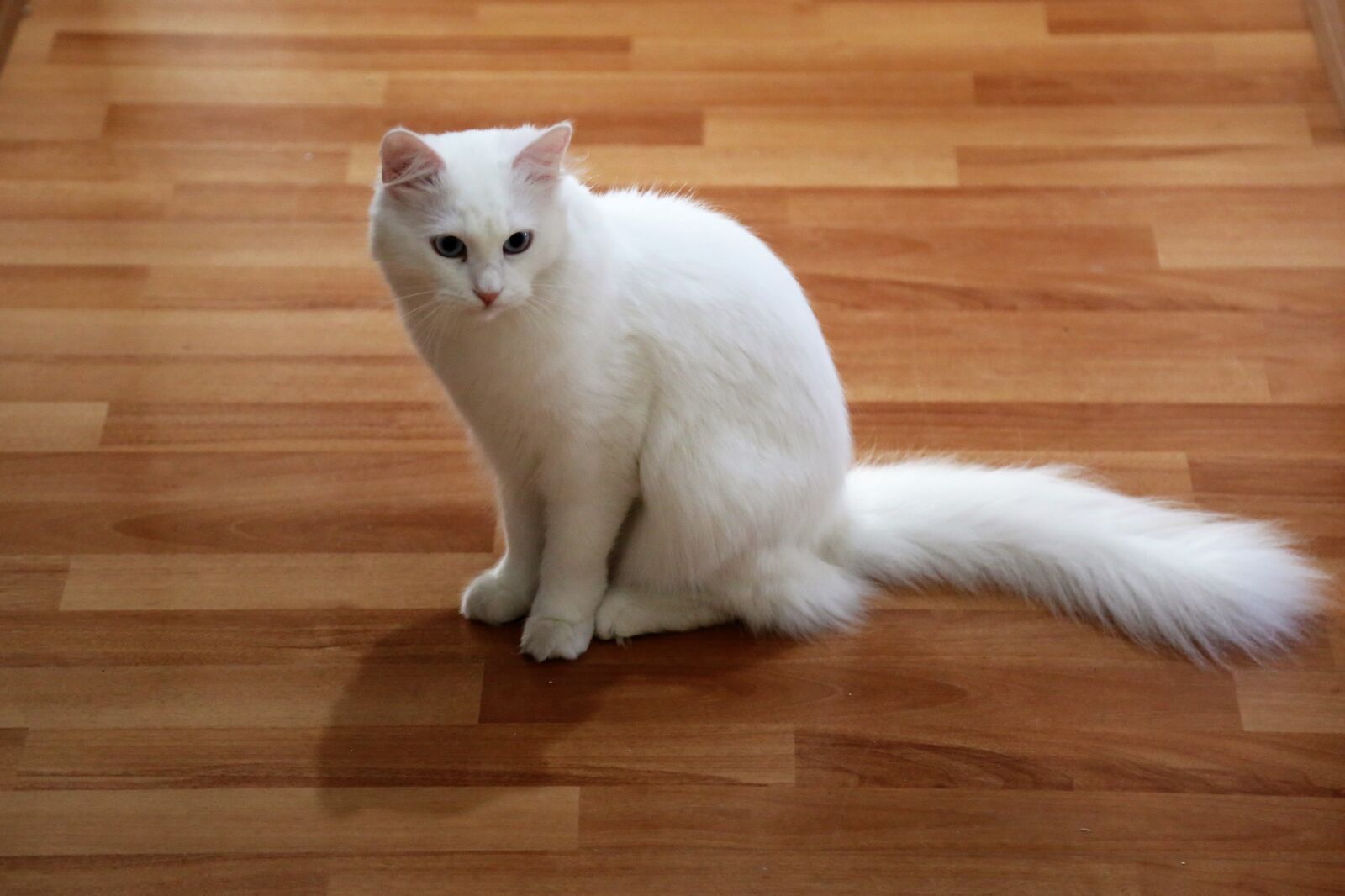 Canon EOS 5D Mark III sample photo. Cat, animal, pets photography