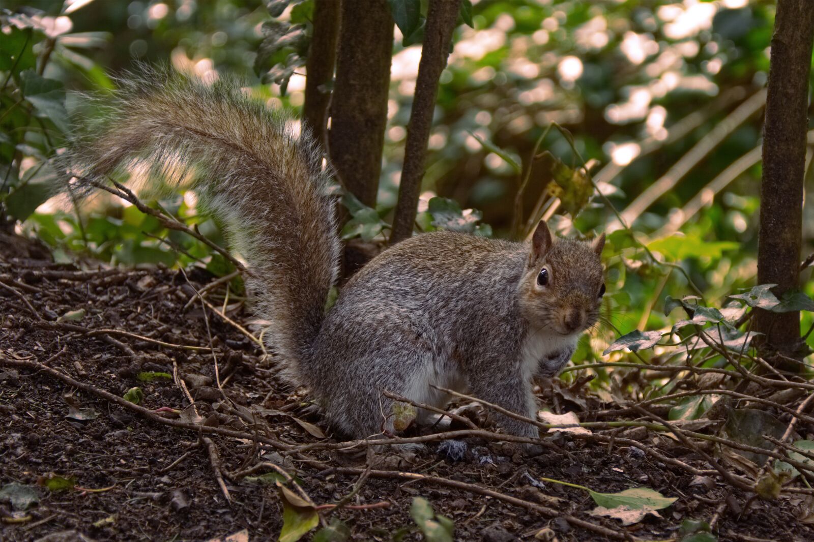 Nikon D7100 sample photo. Squirrel, wildlife, animal photography