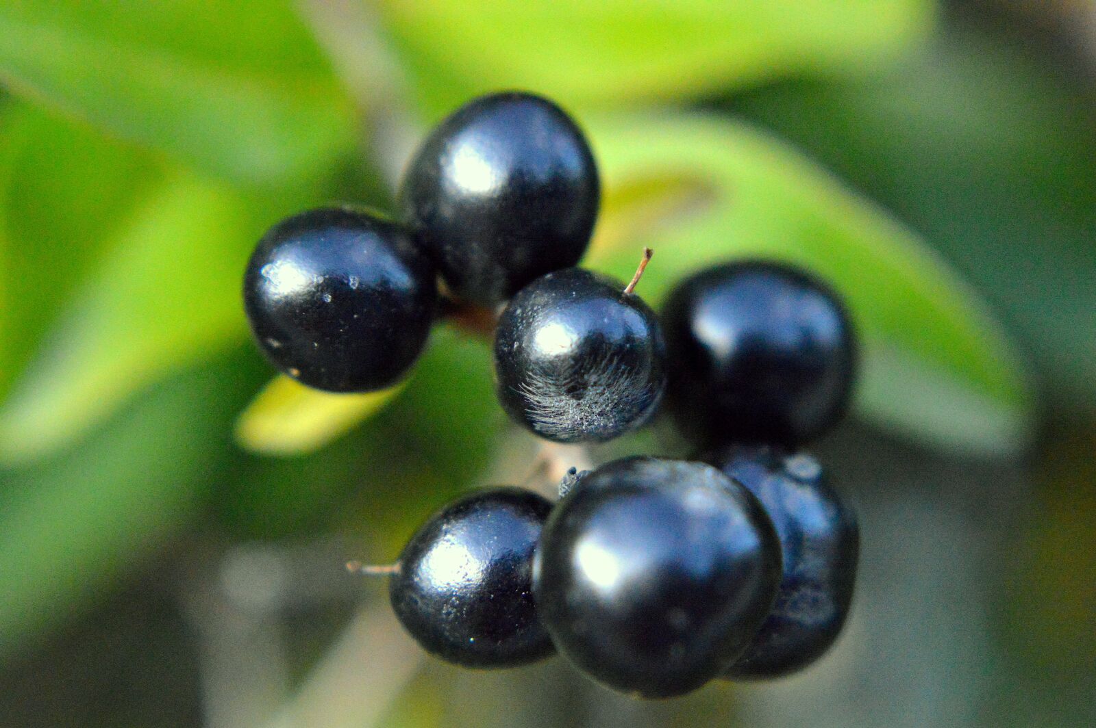 Nikon D3200 sample photo. Berries, bush, fruits photography