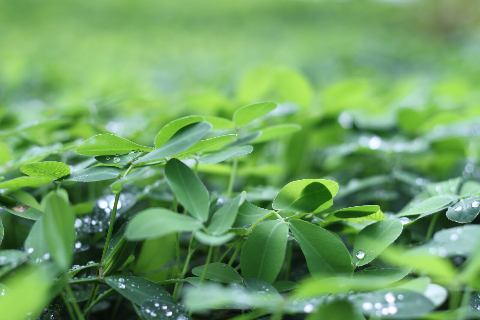 Canon EOS 550D (EOS Rebel T2i / EOS Kiss X4) sample photo. Green, shamrock photography