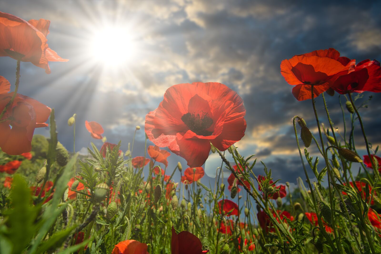 Sony a6600 sample photo. Field, flower, sun photography